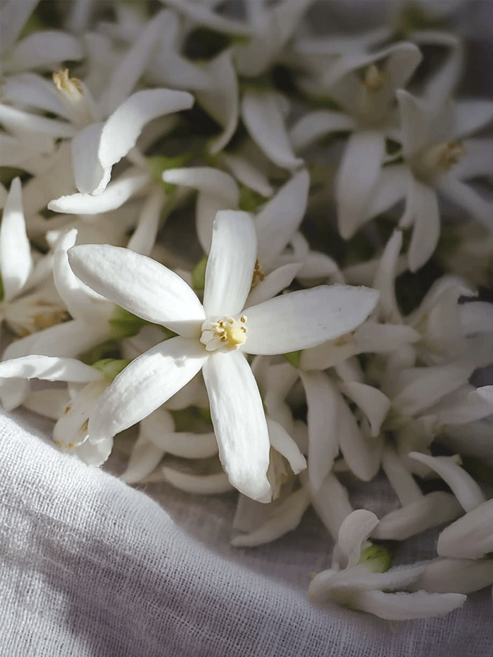 בושם Neroli Bloom עם ניחוח נרולי ותאנה