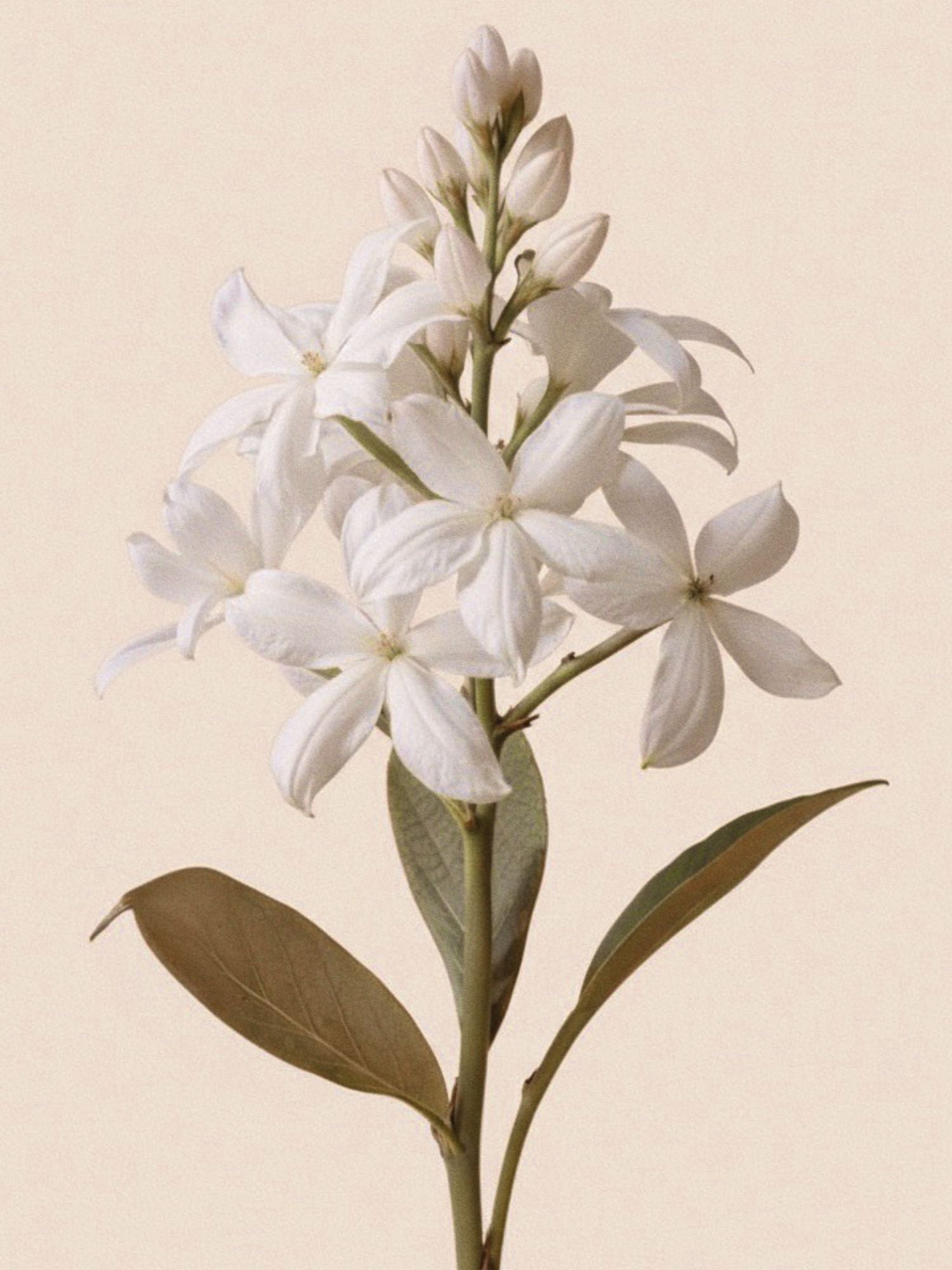 תו לב בושם Vanilla Bise - MOZA ISACK